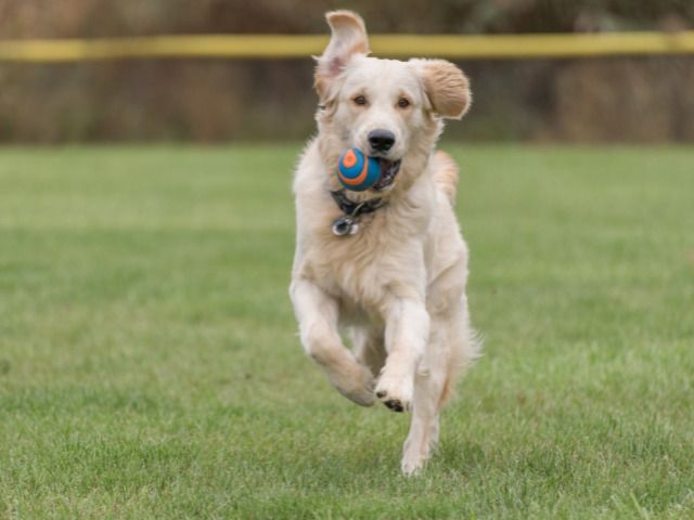 Pet Supplement Chews eCommerce Brand with Proprietary Formulas - 60% Repeat Order Rate - Primarily Amazon FBA