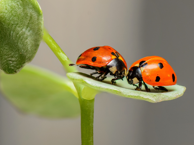 Smart AgTech SaaS for Weeds, Insect & Crop Monitoring (AI training)