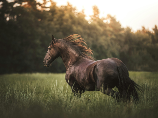 Online Marketplace to Buy & Sell Horses | Subscription Revenue