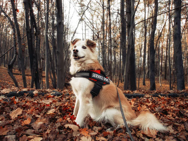 SBA Pre-Qualified Amazon FBA eCommerce Brand | Pet Products & More | Patented Product | Semi-Absentee | Amazon + Walmart Sales Channels
