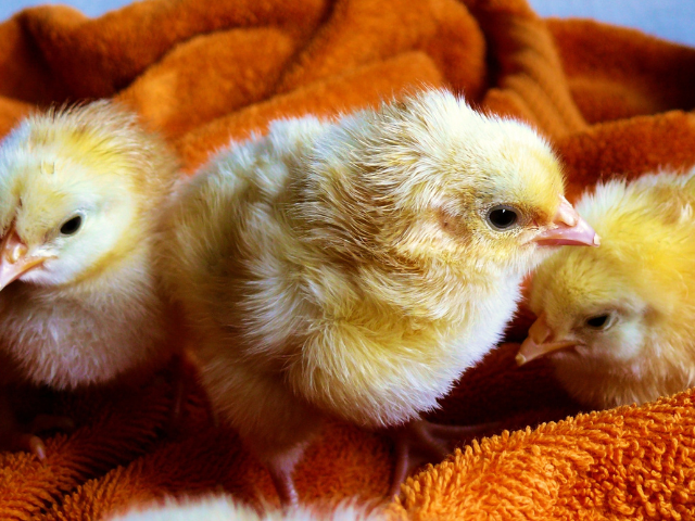 SBA Pre-Qualified Chicken Coops & Accessories Brand – eCommerce – Fully Proprietary Designs – 76% YOY Profit Growth – 8 Years in Business