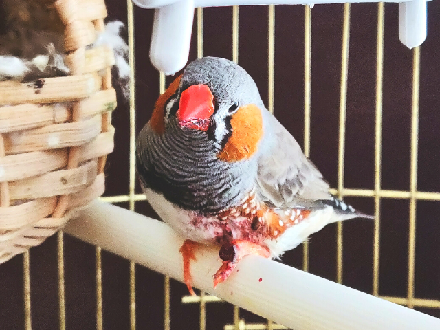 Amazon FBA eCommerce Brand – LED Lights for the Growing Pet Bird Industry – Mimics Bird Ecosystems – B2C & DTC Sales – $77 AOV