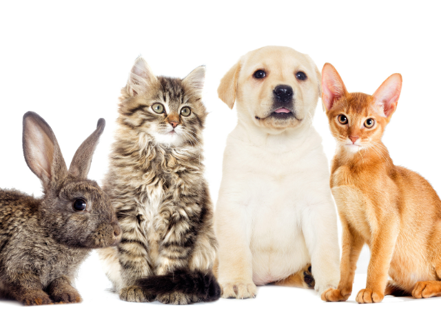 DTC eCommerce Brand in the Custom Pet Portraits Vertical – Large Social Media Following – Strong Team of Artists – 25% Repeat Order Rate