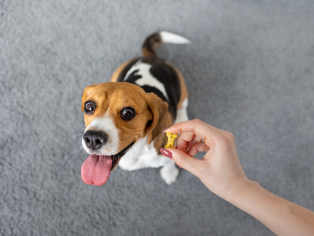 Digital Marketing, Lead Generation & Software (SaaS) Business – Offering Services in the Dog Training & Grooming Vertical – 88% YOY Earnings Growth – 68% Client Retention – Recurring Revenue