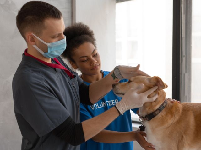 9 Year B2B Service Provider in the Pet Care Space – Staff Training & Business Consulting for the Pet Care Industry – Solid YOY Growth