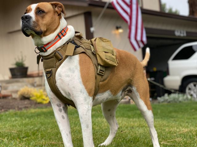 9 Year eCommerce & Wholesale Brand that provides Professional Gear for Working Dogs (ESA, Service & Therapy Dogs) – 83% Amazon & 16% Chewy Sales