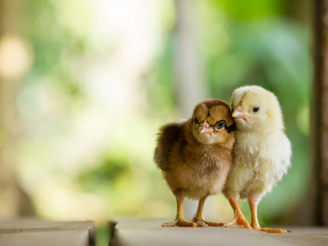 DTC eCommerce Brand in the Chicken Coops & Accessories Sector – Strong Sales Growth in the TTM – Shopify & Etsy Sales Channels