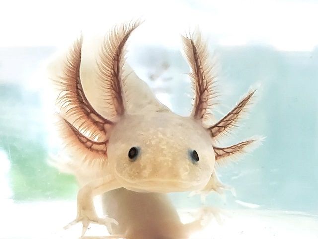 Leading Brand in the Niche Market of Aquatic Pets – Incredible 61% Quarter to Quarter Growth – Massive 51% Net Margins