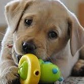 HIGH GROWTH CONSUMER PET PRODUCTS INTERNET COMPANY – #1 ON AMAZON