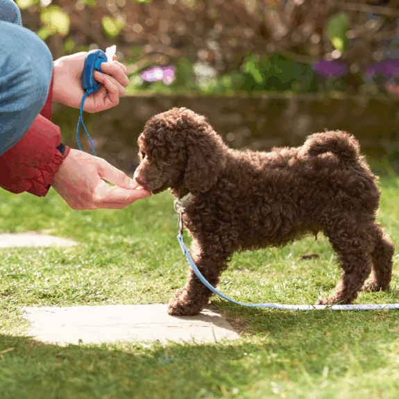 BRANDED MANUFACTURER AND RETAILER OF LEADING PET PRODUCT LINES - AMAZON & ECOMMERCE