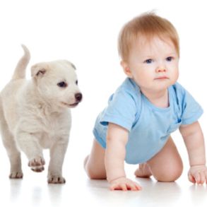 AMAZON COMPANY – TOP SELLING PET AND BABY PRODUCTS, HIGH YOY GROWTH