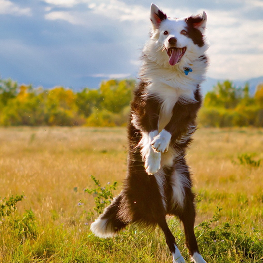 BRANDED PET PRODUCTS ECOMMERCE RETAILER – 15 YEARS IN BUSINESS – SOLID YOY GROWTH