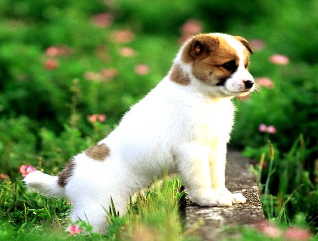 eCommerce Pet Matching Company - Incredible 20% Repeat Customer Rate - Stocks up to $250,000