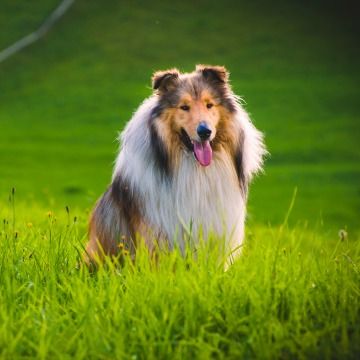 BRANDED PET PRODUCTS LINE – AMAZON & ECOMMERCE – YOY GROWTH