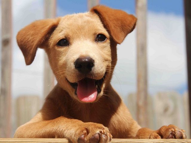 High Growth Pet Services Brand – Offering Puppy Placement Services to Families for 7 Years – 20% Repeat Order Rate