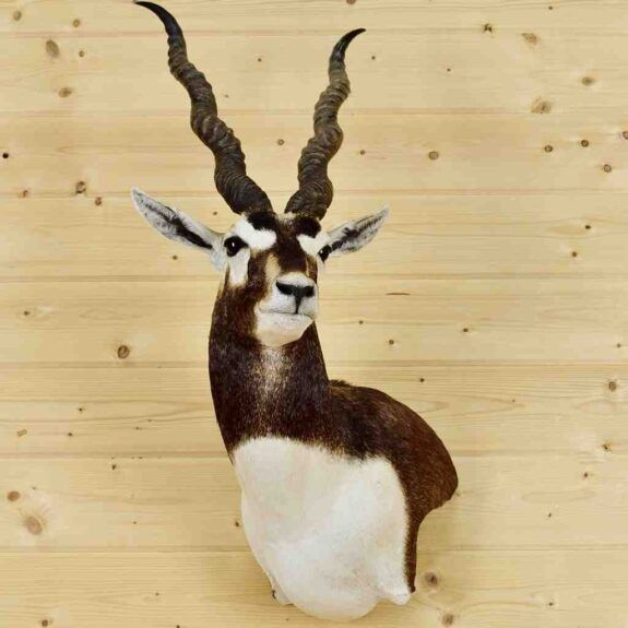 RARE TAXIDERMY & WILDLIFE ART ECOMMERCE RETAILER – VERY LOW COMPETITION!