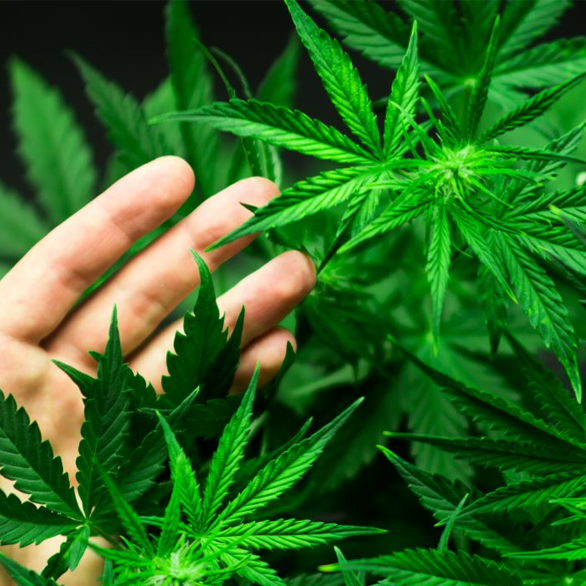 SANFRANCISCOHEMP.COM – PREMIUM DOMAIN FOR THE HEMP, THC AND CBD MARKET