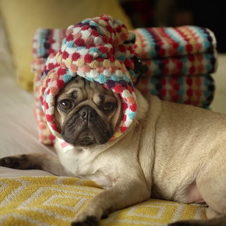 13 YEAR AMAZON & ECOMMERCE RETAILER IN PET & GENERAL HOME GOODS