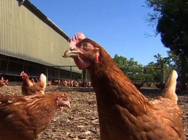 Chicken Coop Rental, Manufacturing & eCommerce Retail Business – EGG-Sploding Growth – Chickens-as-a-Service – Multi-Division Enterprise