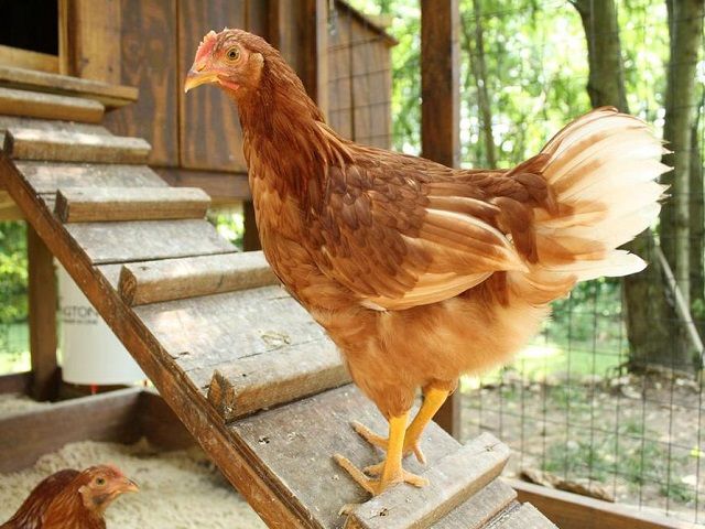 Backyard Chicken eCommerce Business – Coops, Accessories & Chick Sales – 52% Repeat Order Rate