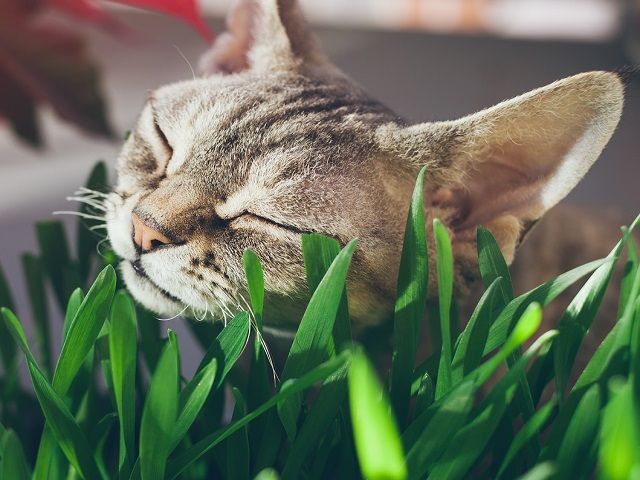 Cat Products eCommerce Retailer – 2 Brands – 74% YOY Growth – Chewy.com, Amazon.com & Branded Website Sales