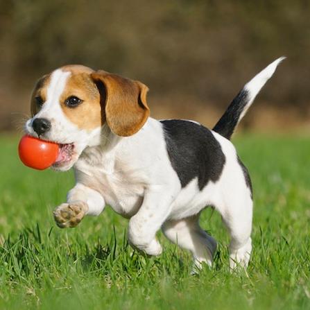 BRANDED PET PRODUCTS COMPANY – AMAZON ECOMMERCE