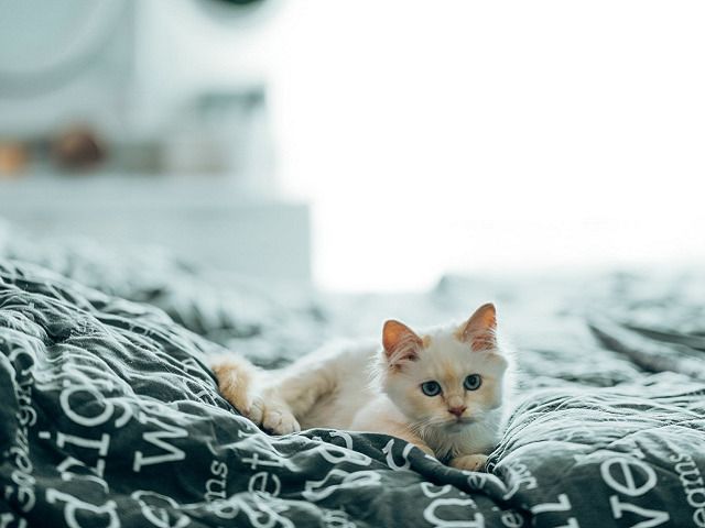 SBA Qualified 17 Year Seasoned Pet Safety & Protection Company – 3 Brands – eCommerce Sales Channels across 4 Shopify Websites and Amazon.com – 27% Repeat Order Rate – Multiple Patents in Place